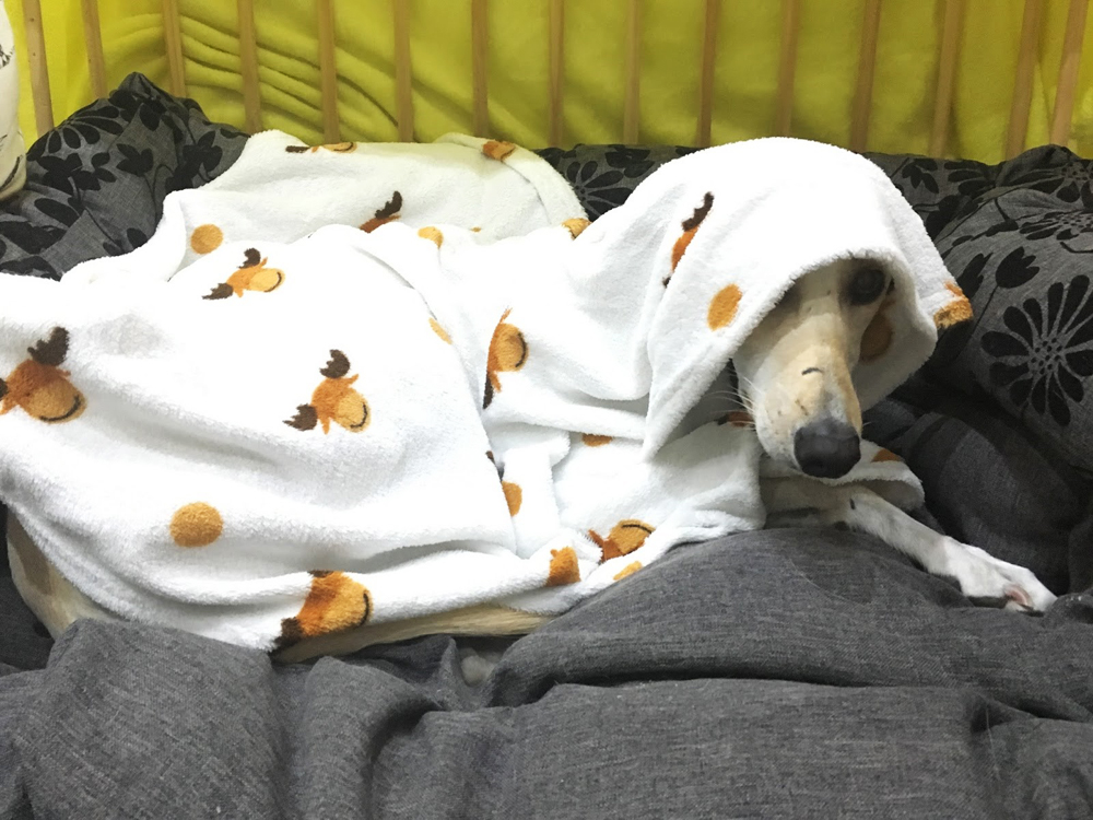 RSPCA TOP TIPS TO KEEP YOUR PET CALM ON FIREWORKS NIGHT