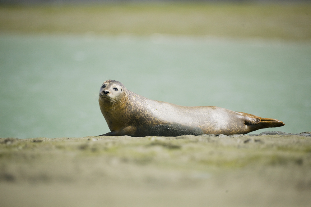 SECRET LIVES OF OUR LOCAL SEALS REVEALED IN NEW SURVEY