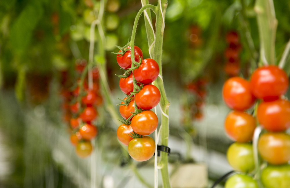 TOMATO GROWER TO BUILD NEW GLASSHOUSE ON THE ISLE OF WIGHT