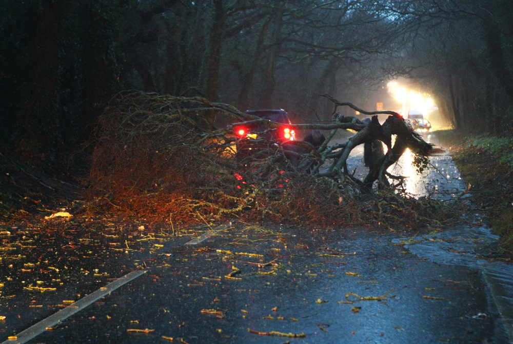 HIGH WINDS BRING TREE DOWN ON BEAPER SHUTE