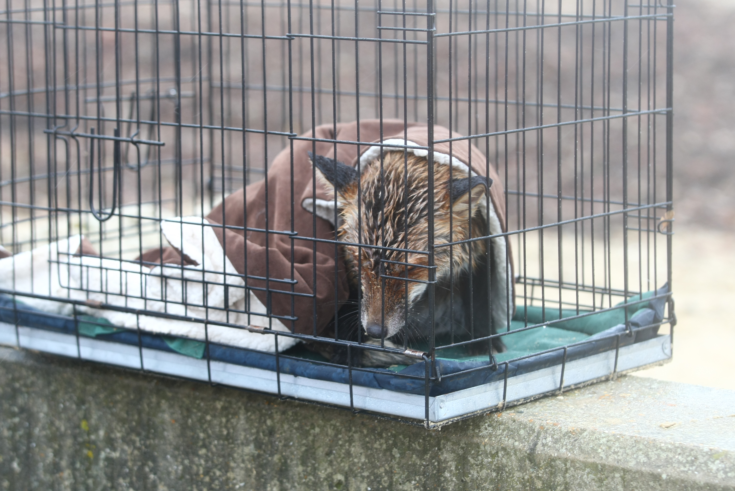 WOMAN ATTEMPTS RESCUE OF BABY FOX IN THE SEA