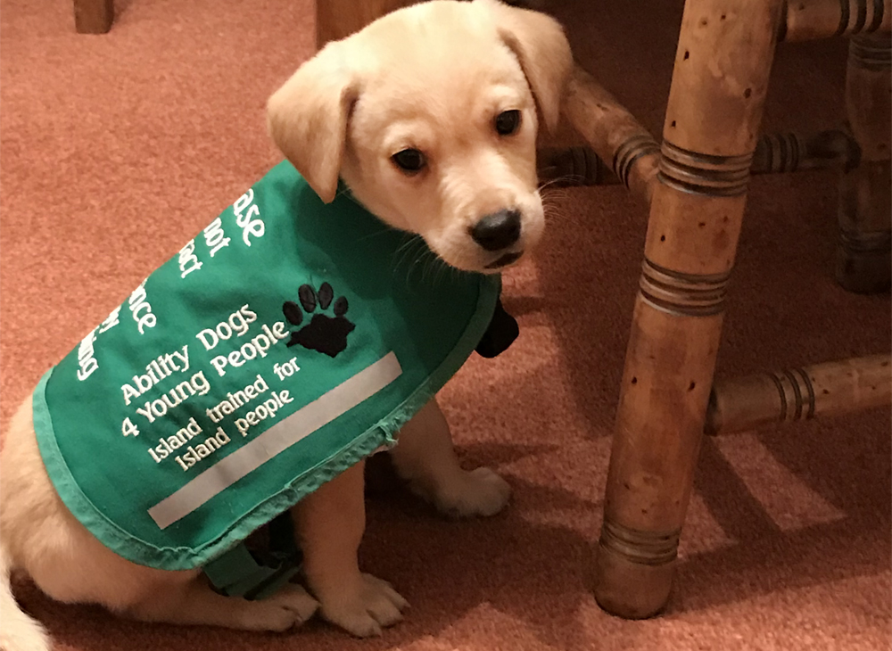 ABILITY DOGS 4 YOUNG PEOPLE WELCOME LATEST ADORABLE RECRUIT