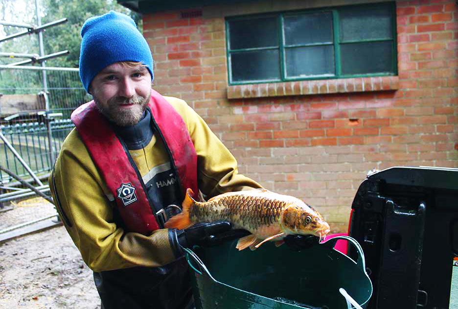 600 FISH TEMPORARILY MOVED FROM OSBORNE’S HIDDEN RESERVOIR
