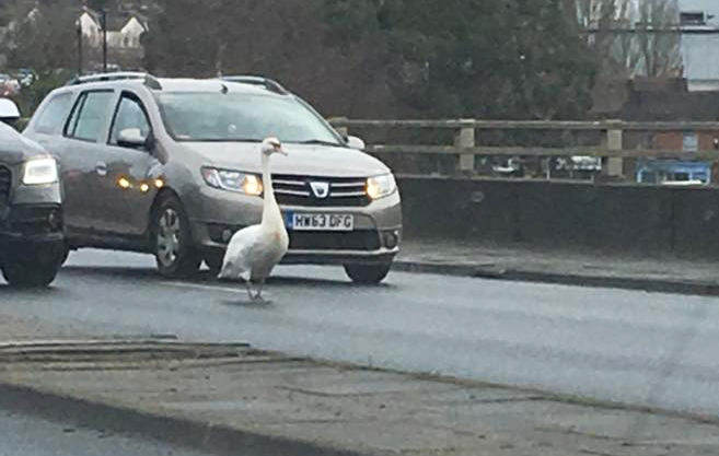 SWAN DECIDES TO PLAY CHICKEN ON THE DUAL CARRIAGEWAY