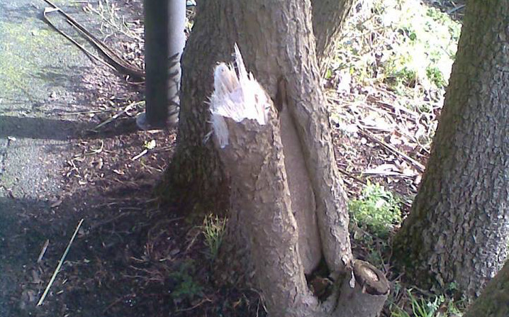 VANDALS DESTORY VENTNOR PARK CORDYLINE PLANTS