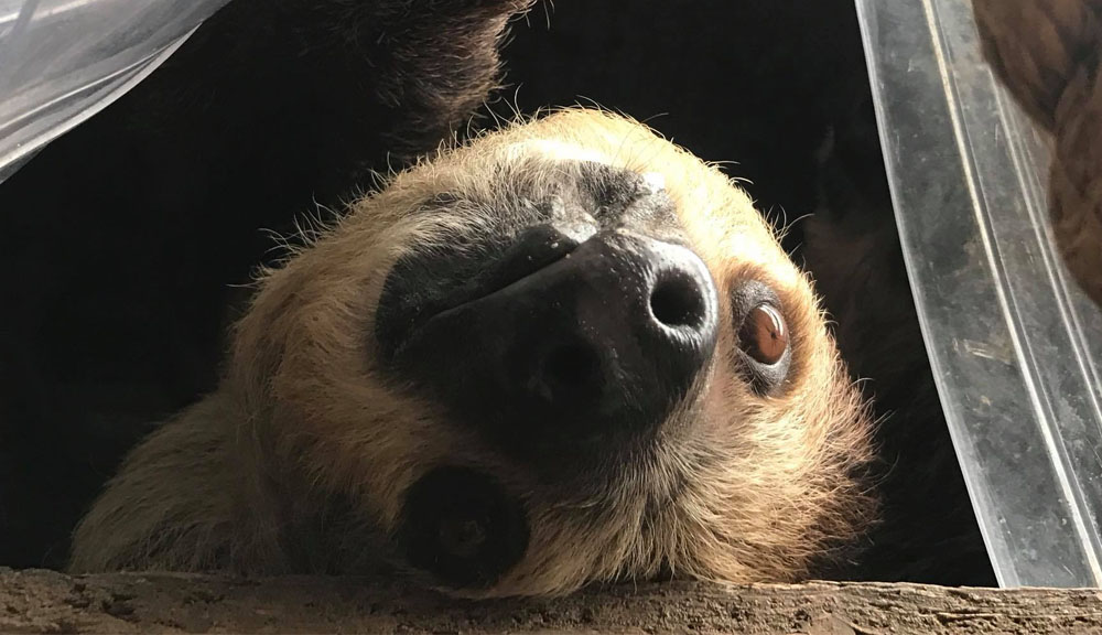 SOLARNA THE SLOTH PASSES AWAY AT AMAZON WORLD