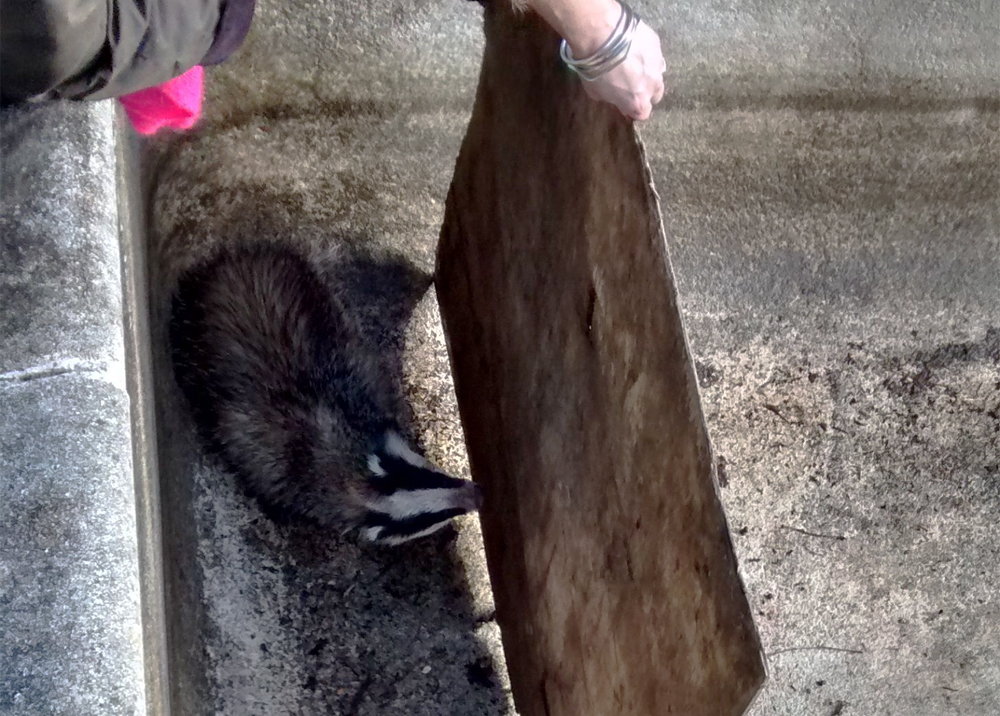 RSPCA RESCUES BADGER TRAPPED IN EMPTY SWIMMING POOL