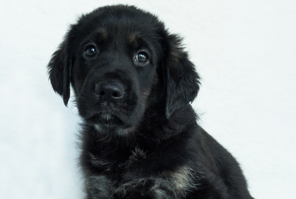 ISLE OF WIGHT INSURANCE TEAM PROUD TO SUPPORT LOCAL GUIDE DOG