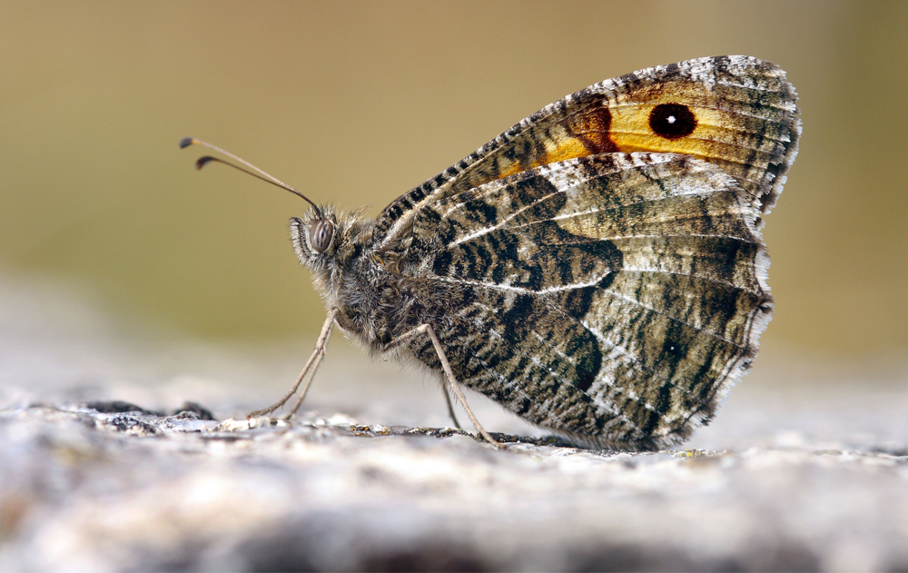 BUTTERFLY REVIVAL DASHED BY WET AND GLOOMY WEATHER