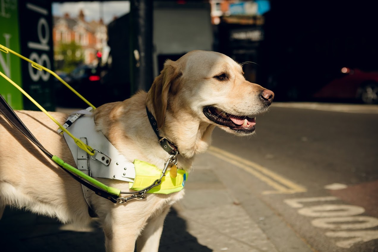 DOG OWNERS URGED TO ‘TAKE THE LEAD’