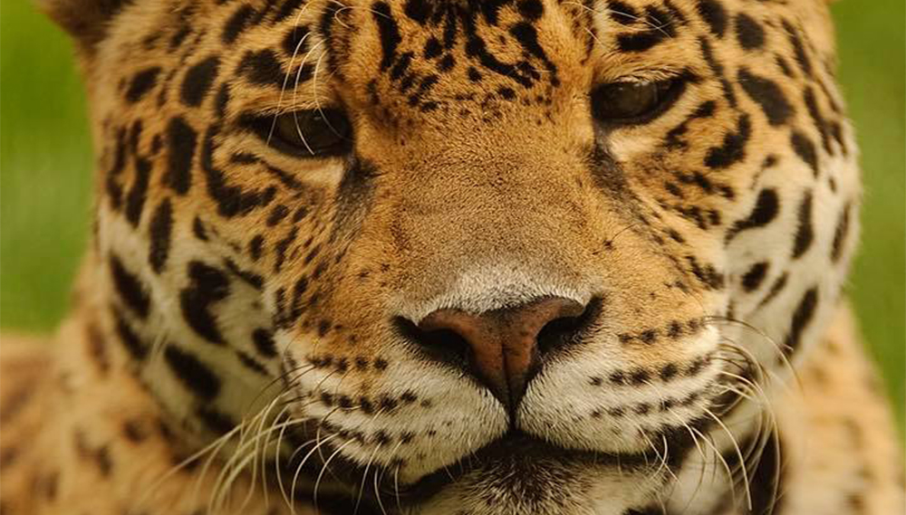 ZOO SAYS GOODBYE TO TEQUILA THE JAGUAR