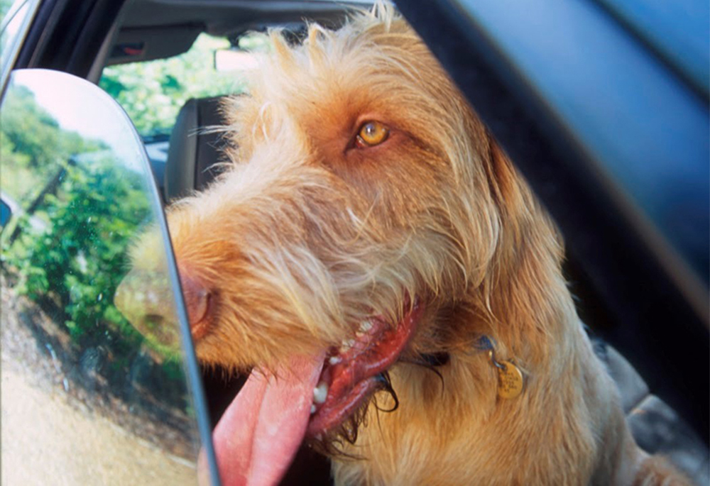 HOT BANK HOLIDAY WEEKEND SPARKS CALLS ABOUT DOGS IN CARS