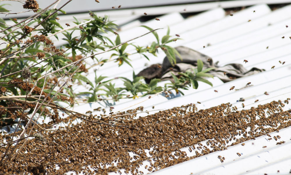 SWARM OF BEES TAKE RESIDENCE AT ST JOHN’S TRAIN STATION