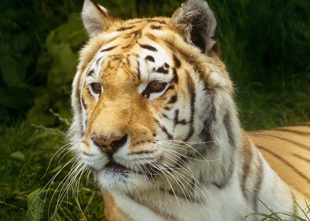 ZIA THE TIGER PASSES AWAY AT ISLE OF WIGHT ZOO