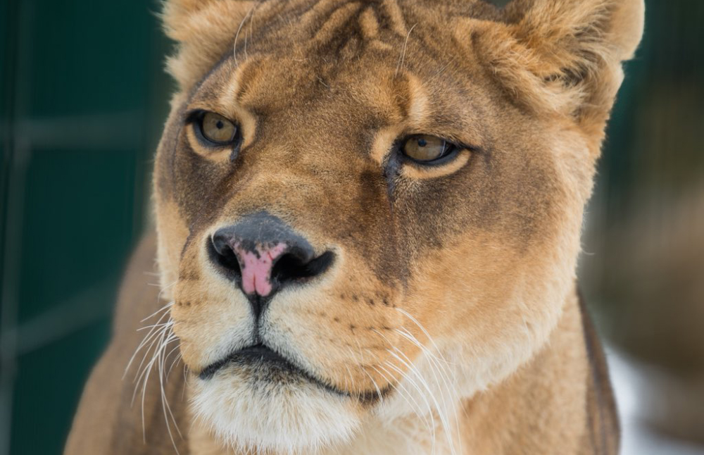 ZOO SAYS GOODBYE TO  NAHLA AS SHE LOSES CANCER BATTLE