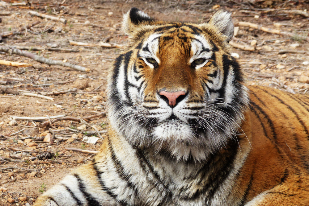 ISLE OF WIGHT ZOO TO REHOME RESCUED CIRCUS TIGERS