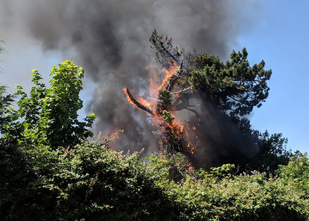 SHED AND TREE BLAZE ON WILTON PARK ROAD