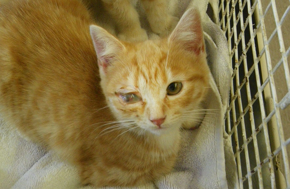 RSPCA SEES CALLS ABOUT DUMPED ANIMALS SOAR BY 50% IN SUMMER