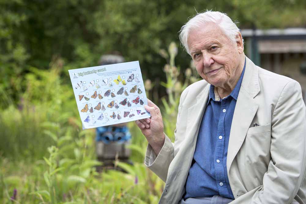 ‘WATCHING BUTTERFLIES IS GOOD FOR YOU’ SAYS ATTENBOROUGH