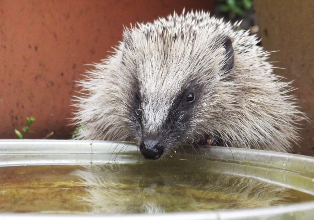 CHARITY PLEAS FOR WATER FOR HEDGEHOGS