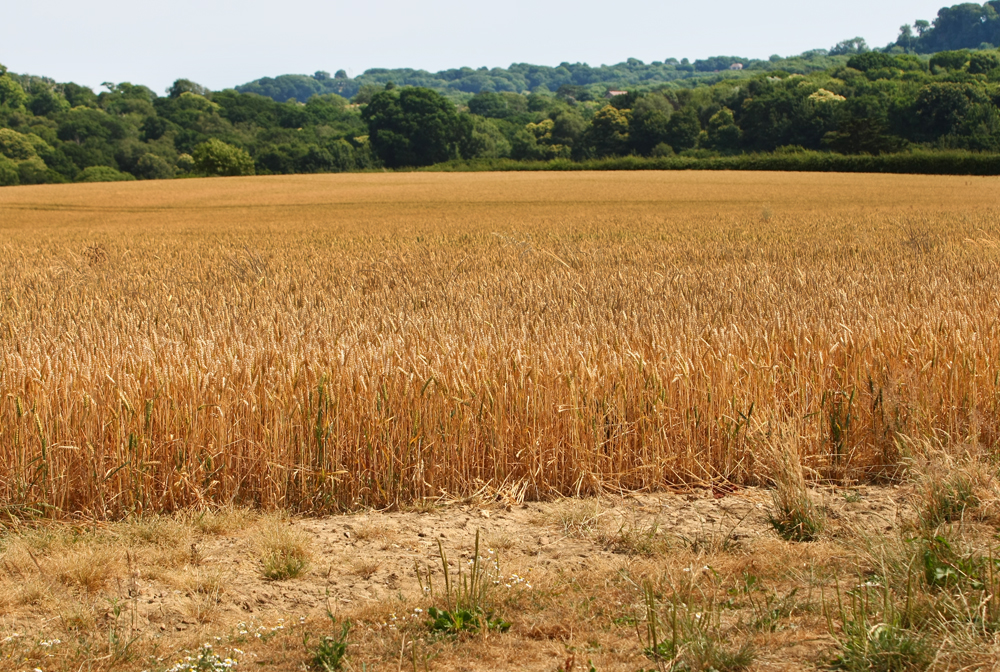 CROPS BEGINNING TO FAIL AS HOT AND DRY WEATHER CONTINUES TO DOMINATE
