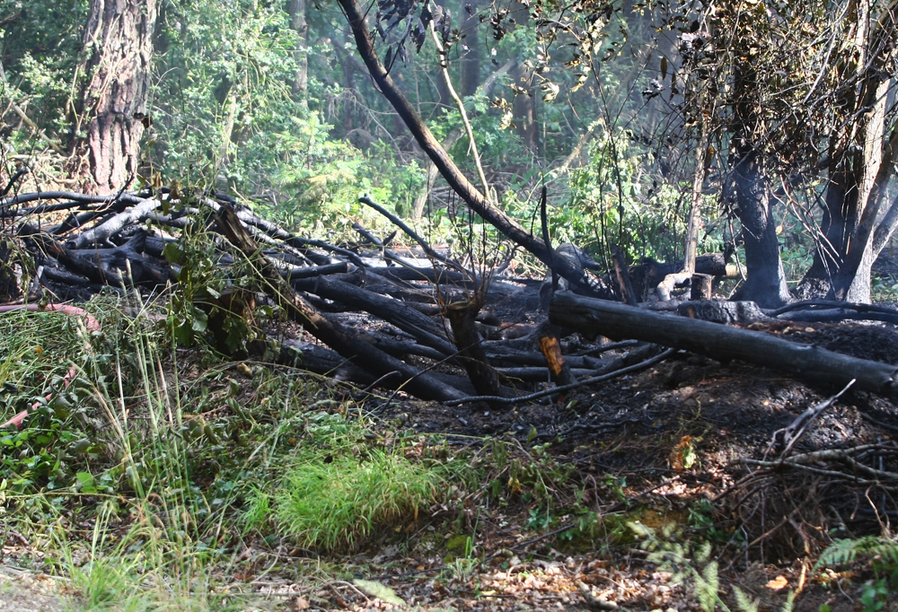 FIRE BREAKS OUT AT PARKHURST FOREST
