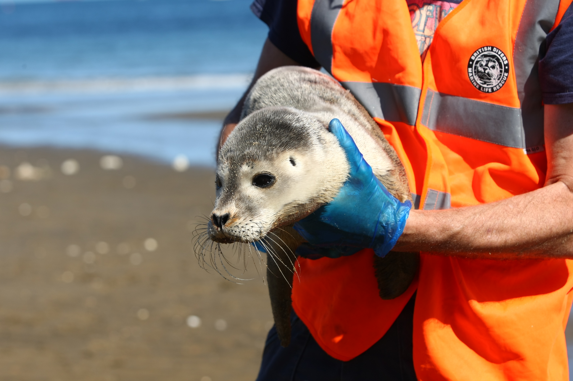 SEAL COMES ASHORE AT SHANKLIN BEACH