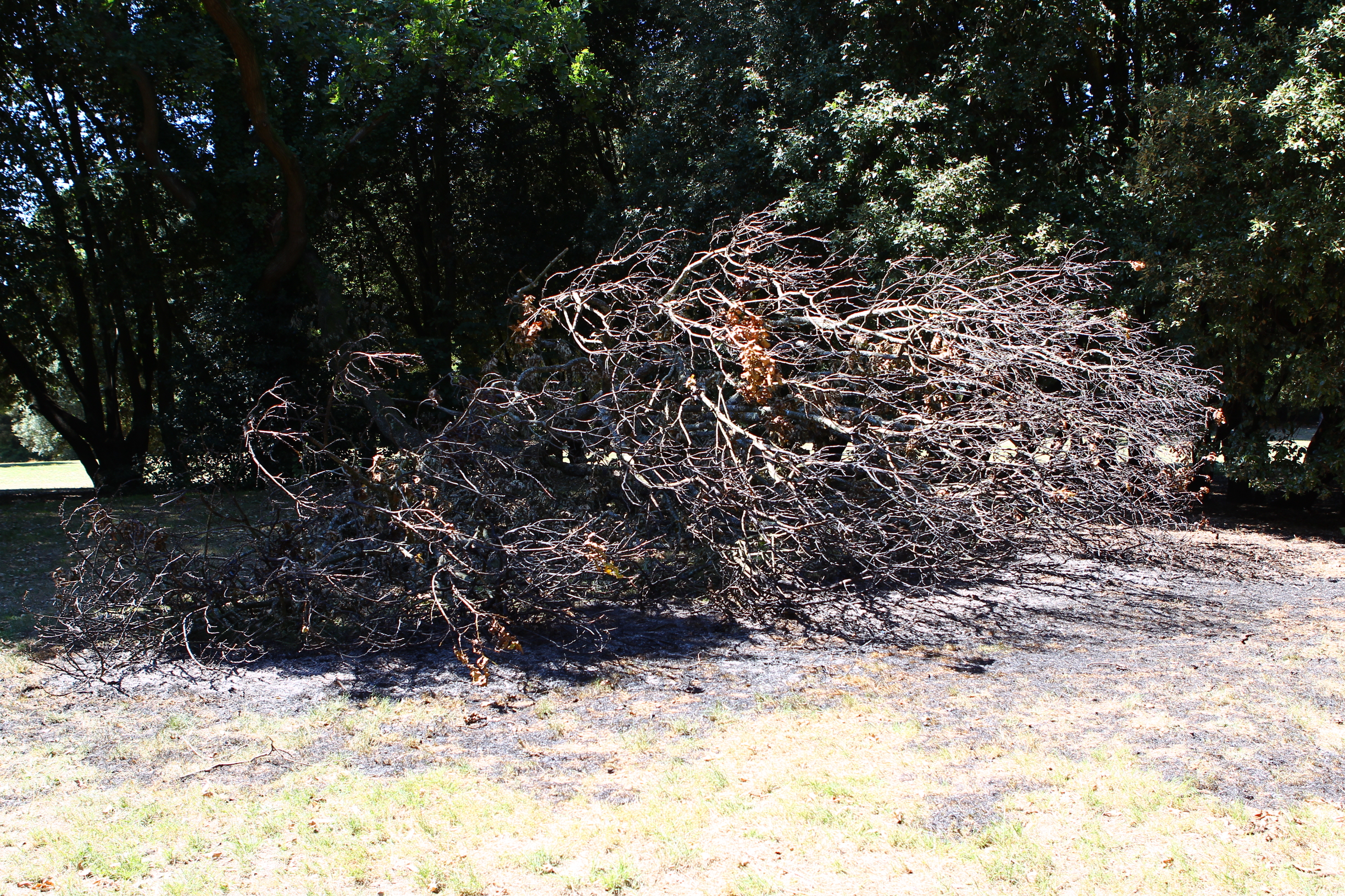 TREE FIRE BREAKS OUT AT LOS ALTOS PARK IN SANDOWN