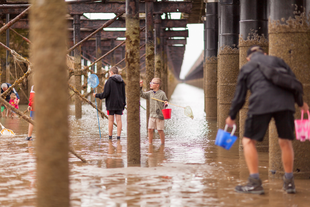MARINE WILDLIFE EVENT ‘UNDER THE PIER’ RETURNS THIS SEPTEMBER