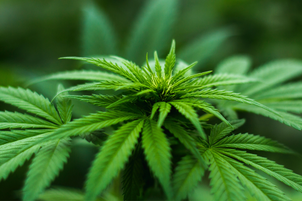 SEELY WELCOMES ALLOWANCE OF MEDICINAL CANNABIS PRESCRIPTIONS