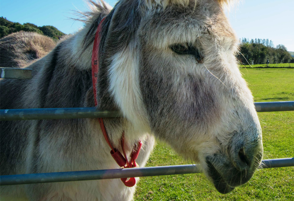 ENJOY A DAY AT THE RACES WITH THE ISLE OF WIGHT DONKEY SANCTUARY