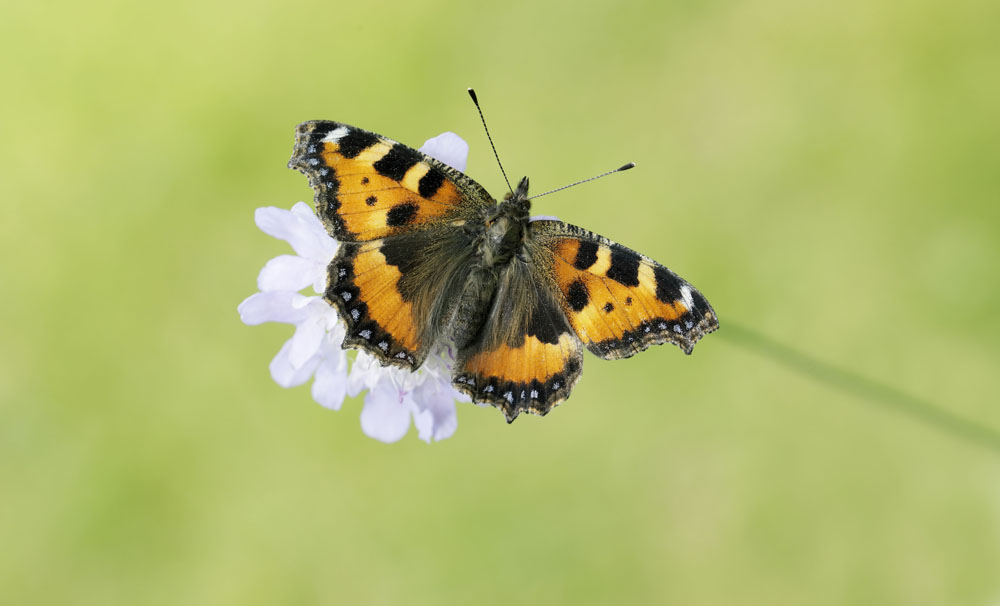 SMALL TORTOISESHELL BUTTERFLY NUMBERS CRASH DESPITE HEATWAVE
