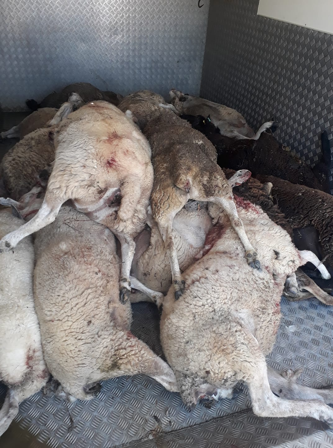 20 SHEEP KILLED IN DOG ATTACK NEAR MERSTONE