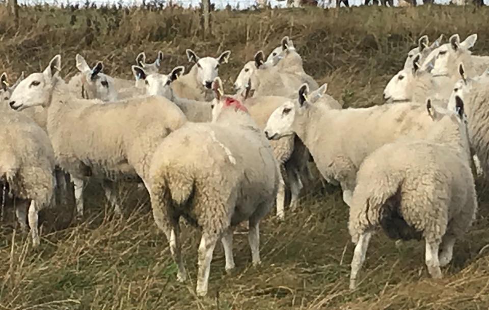 SHEEP ATTACKED AND WORRIED BY DOG AT NITON