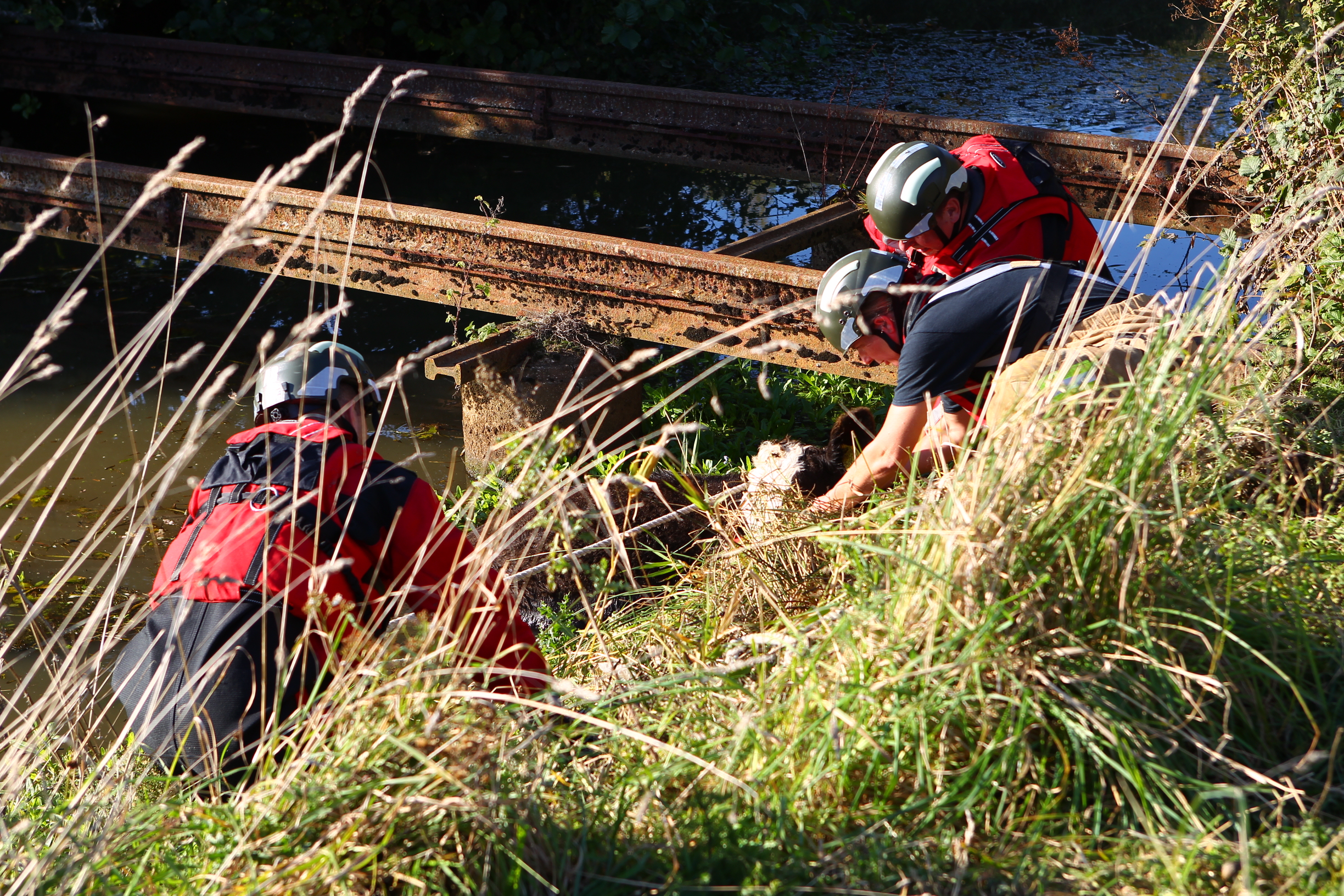 FIREFIGHTERS CALLED TO RESCUE COW IN RIVER AT YARBRIDGE