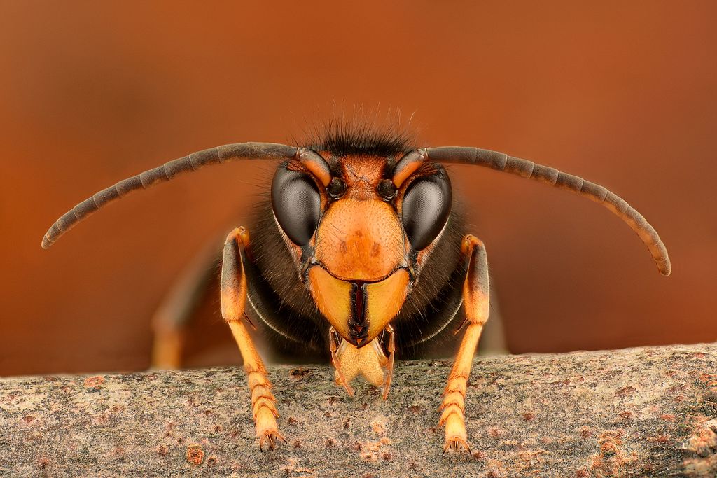 BE ON THE LOOK OUT FOR ASIAN HORNETS ON THE ISLE OF WIGHT