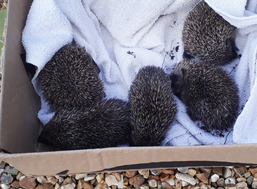 COUNCIL OFFICER TACKLES HOUSING ISSUE OF A DIFFERENT KIND FOR ABANDONED HOGLETS