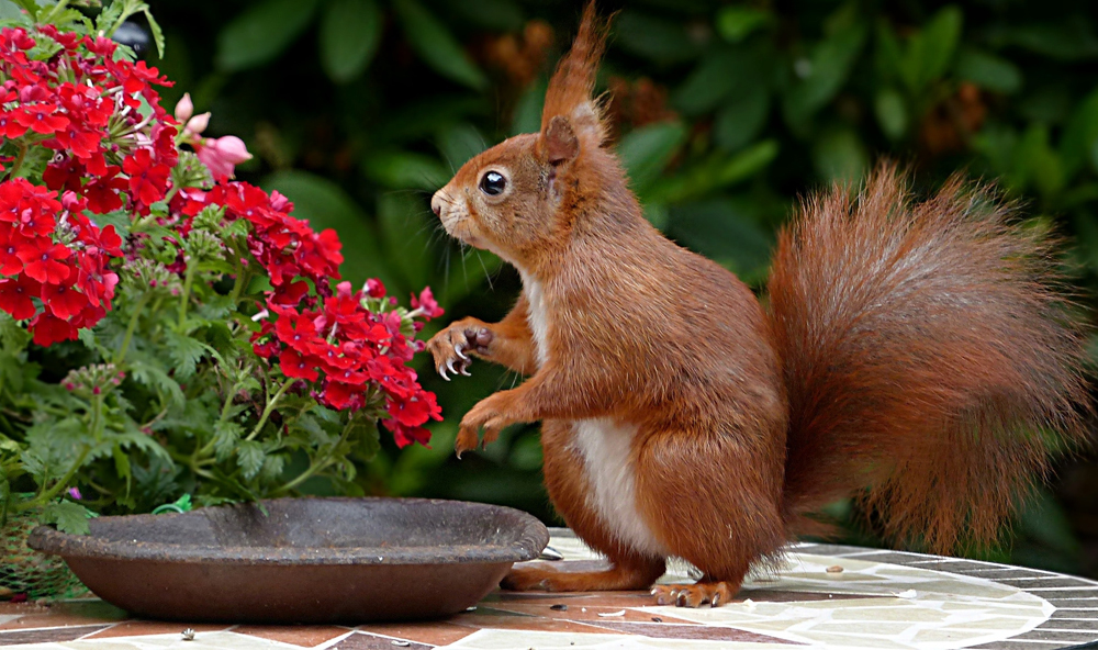 VENTNOR’S RED SQUIRRELS INSPIRE A NEW CHILDREN’S STORY