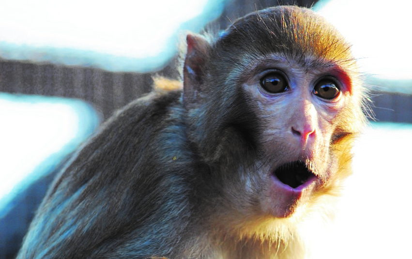 TOP MARKS FOR MONKEY HAVEN FROM VISITENGLAND