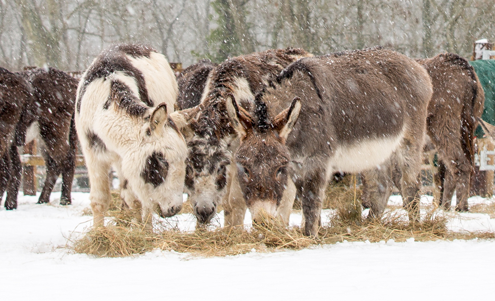HELP ‘STOCK THE SLEIGH’ TO SUPPORT THE RSPCA’S WORK THIS CHRISTMAS