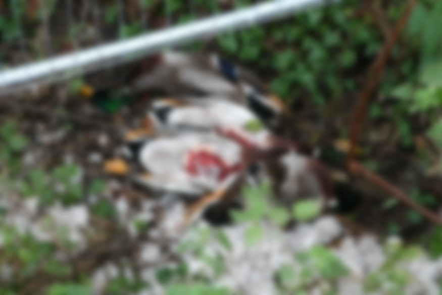 DUCKS BUTCHERED AND DISCARDED IN A DITCH NEAR ST HELENS
