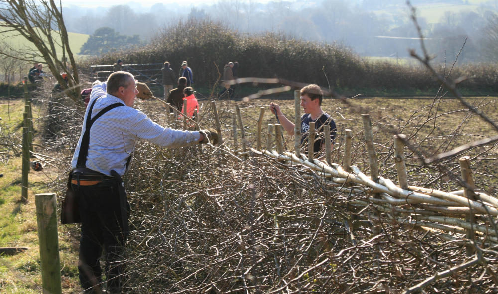 ISLE OF WIGHT HEDGELAYING COMPETITION IS CALLED OFF FOR 2019