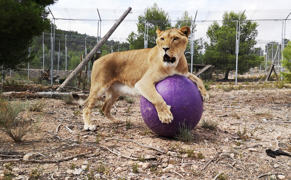 BREXIT THREATENS TO MAKE ISLE OF WIGHT LION RESCUE A ‘NO DEAL’