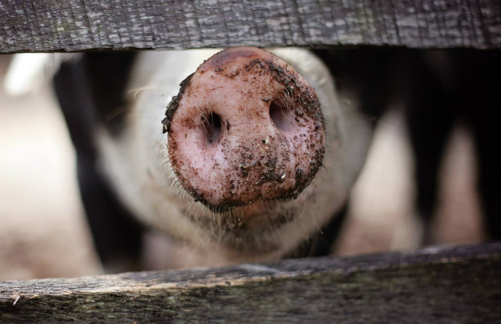 COUNCIL URGE ISLANDERS TO BE VIGILANT OF AFRICAN SWINE FEVER