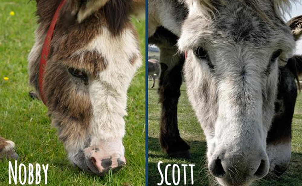 ISLE OF WIGHT DONKEY SANCTUARY MOURNS THE LOSS OF 2 DONKEYS