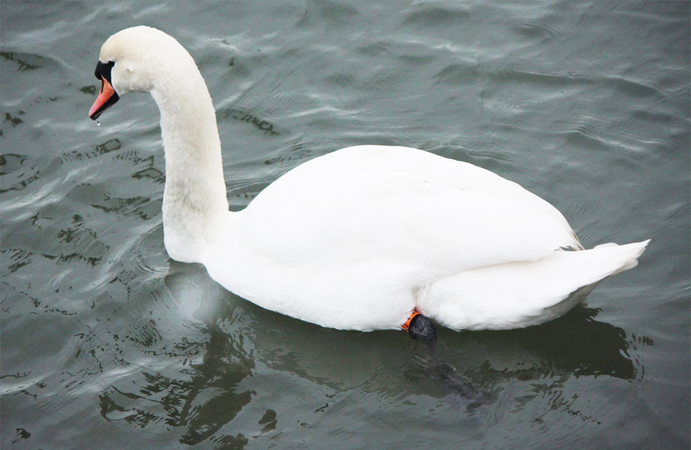 SWANS ATTACKED BY SPRINGER SPANIEL IN FRESHWATER