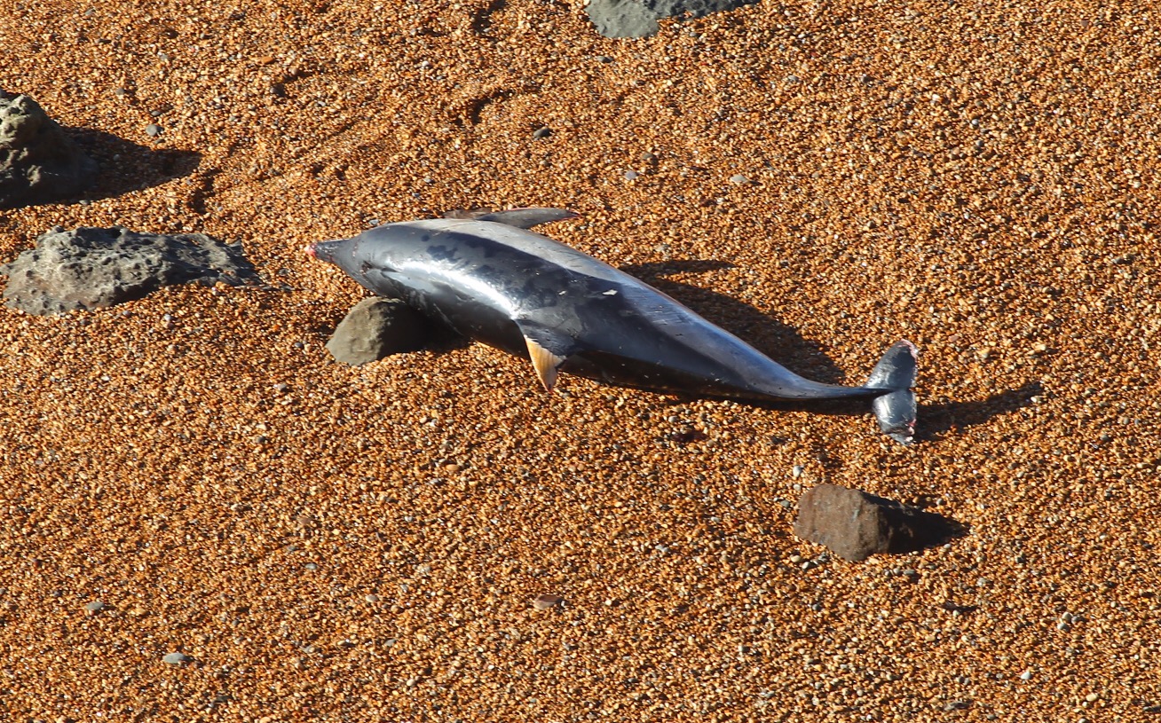 COASTGUARD CALLED AFTER DEAD DOLPHIN FOUND ON BEACH