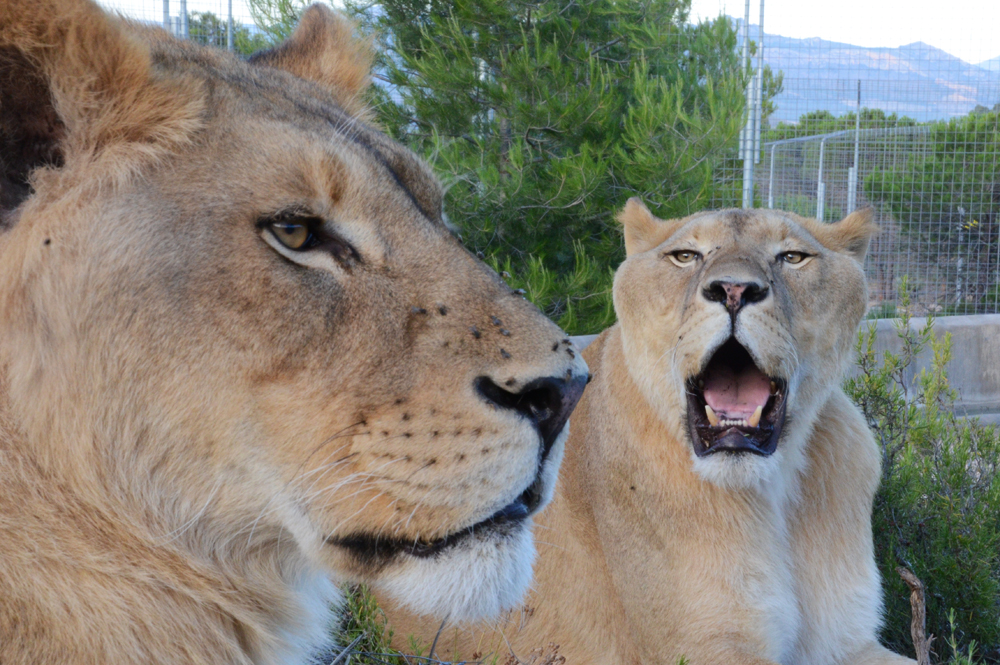 ZOO SEEKS HALF-TERM HELPS FOR ‘MANE’ EVENT