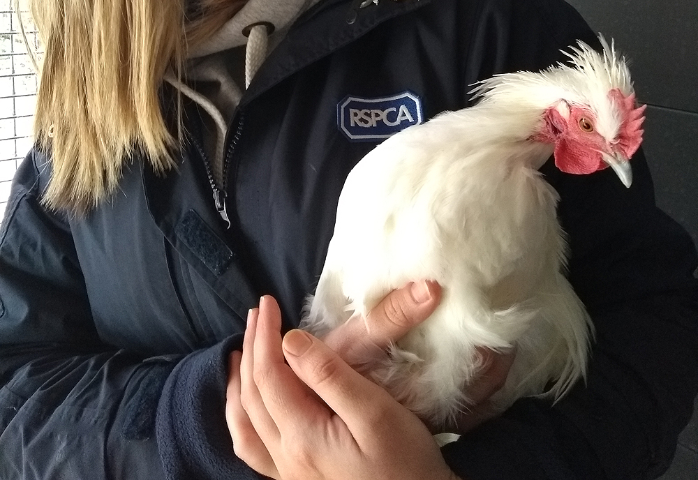 CEDRIC THE CLUCKING LUCKY BIRD HOPES FOR A FLAPPY ENDING