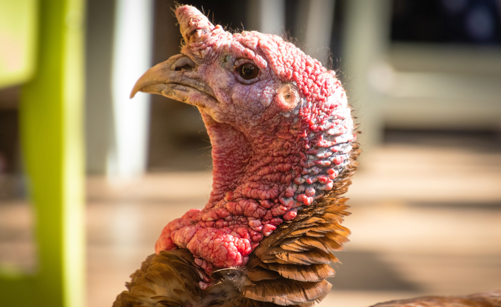 TURKEYS STOLEN FROM A SMALL HOLDING IN CHALE